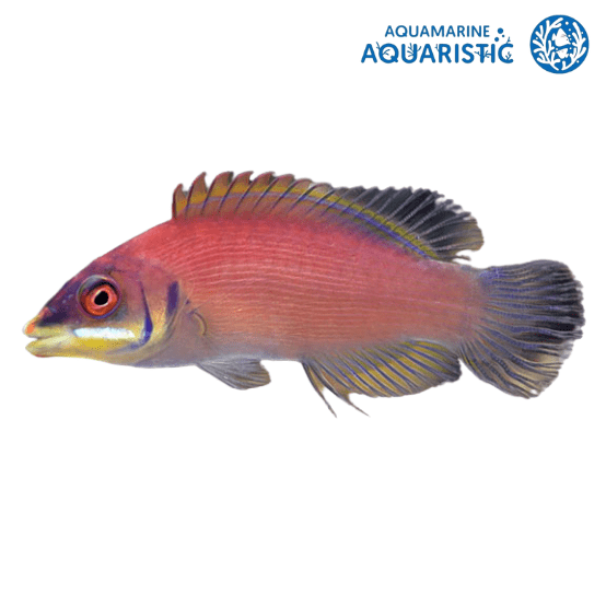 Disappearing Wrasse (Pseudocheilinus evanidus)