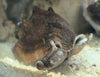 Strombus