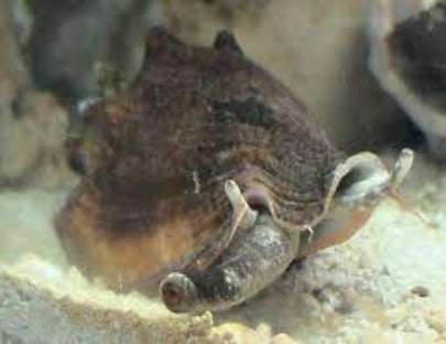 Strombus
