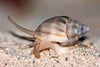 Zombie Snail (Nassariusa)