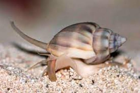 Zombie Snail (Nassariusa)