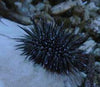 Short Spined Urchin