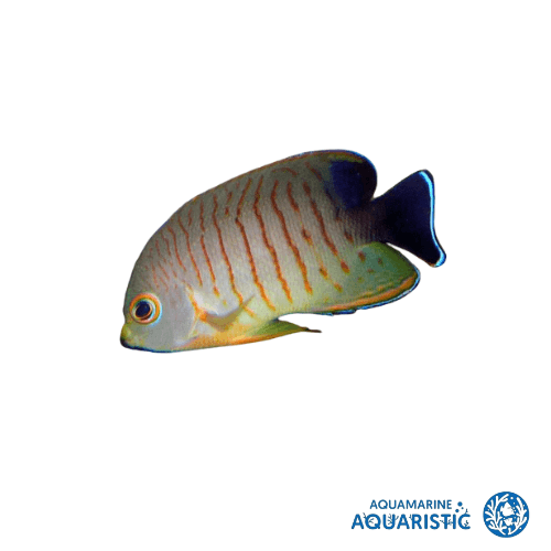 Eibli Angelfish (Centropyge eibli)