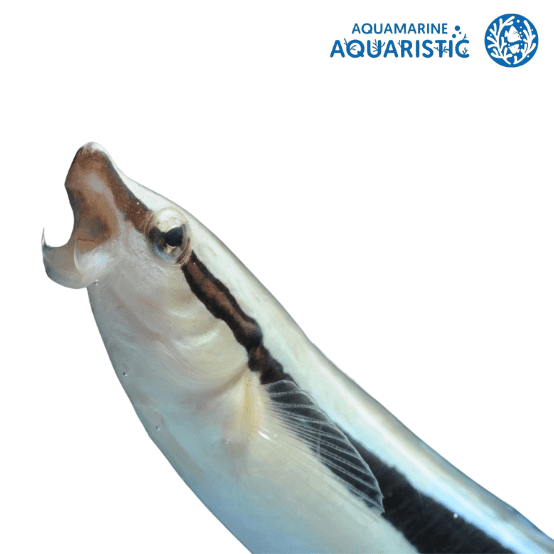 False Cleaner wrasse (Aspidontus taeniatus) - Aquamarine Aquaristic