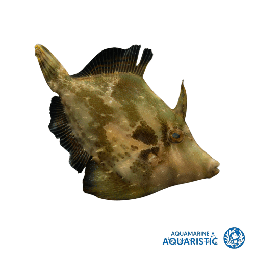 Fan belly aiptasia eating file fish
