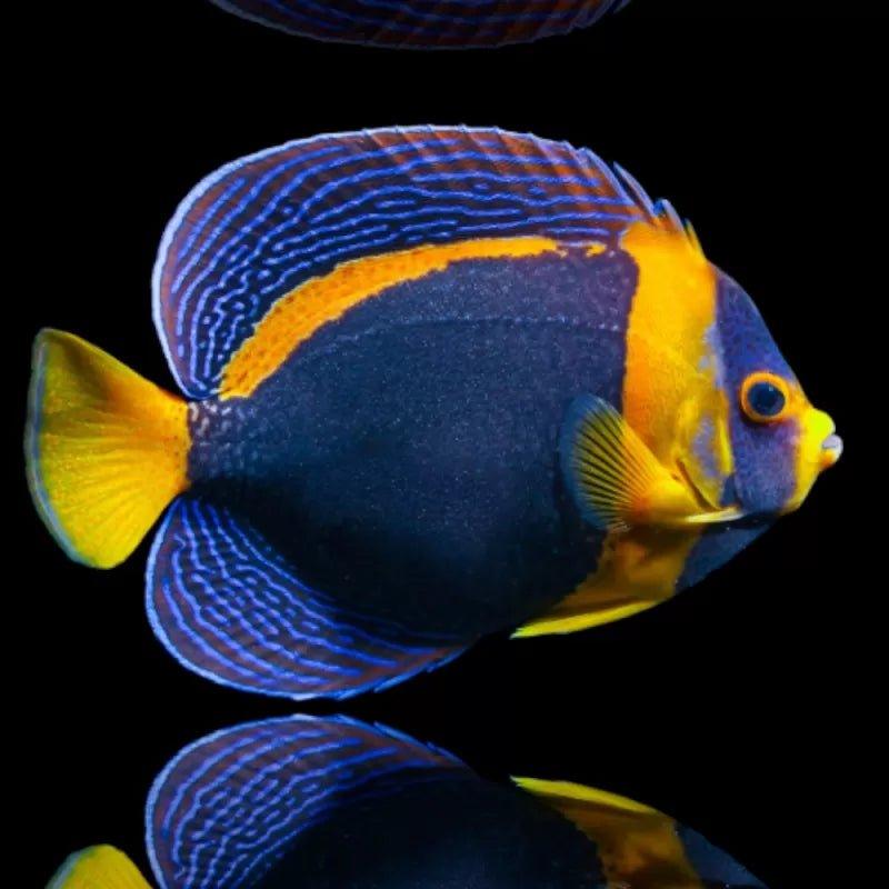 Female Scribbled Angelfish (Chaetodontoplus duboulayi) - Rare ...