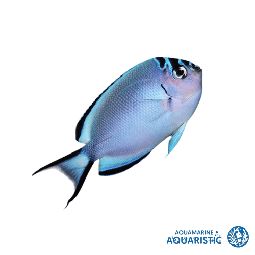 Female Watanabe's Angelfish (Genicanthus watanabei) - Aquamarine Aquaristic - 