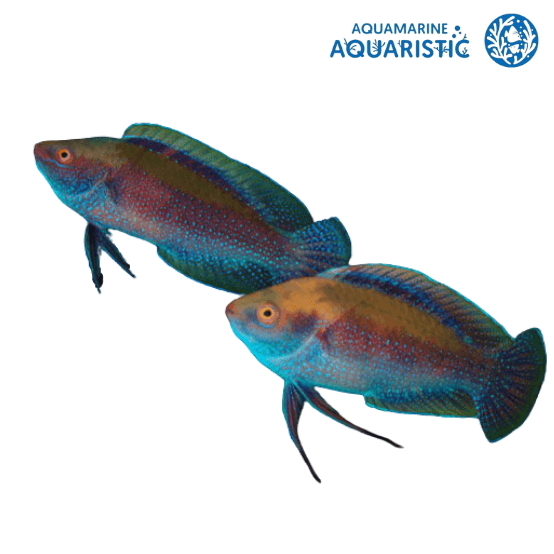 Finespot wrasse (Cirrhilabrus punctatus)