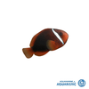 Fire Clownfish (Amphiprion melanopus)