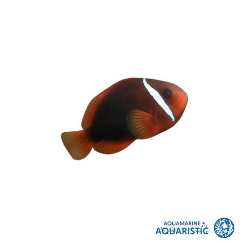 Fire Clownfish (Amphiprion melanopus)