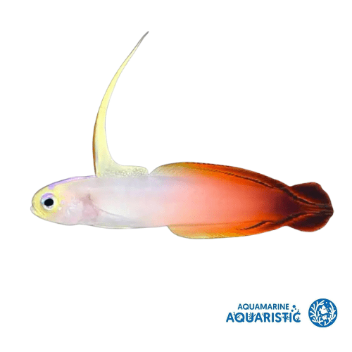 Fire Goby (Nemateleotris magnifica) - Aquamarine Aquaristic - 