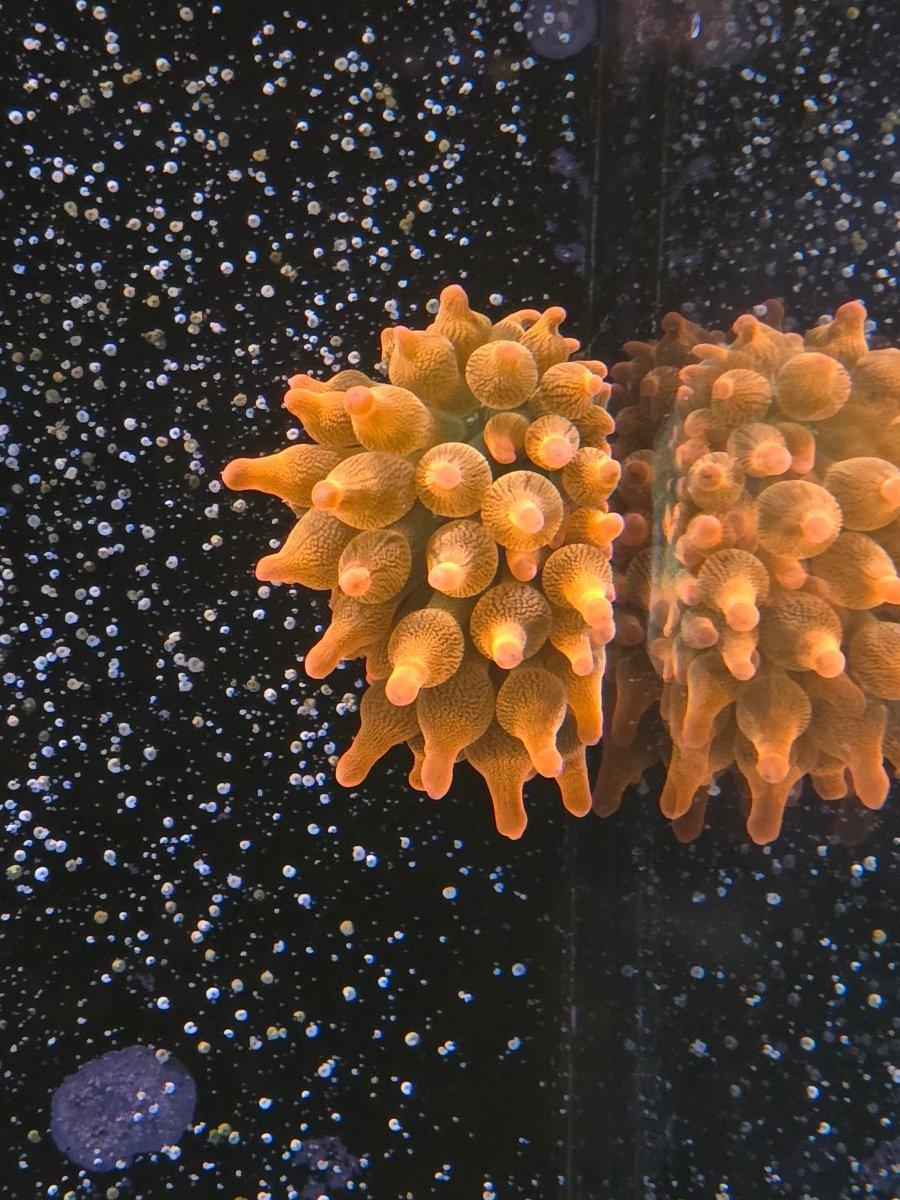 Forest Fire Bubble Tip - Aquamarine Aquaristic - 
