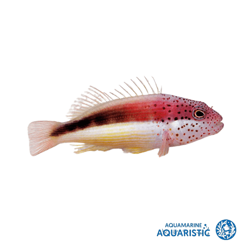 Freckleface Hawkfish - Aquamarine Aquaristic - 