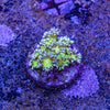 Glitter Bomb Goniopora Frag