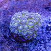 Glitter Bomb Goniopora Mini Colony