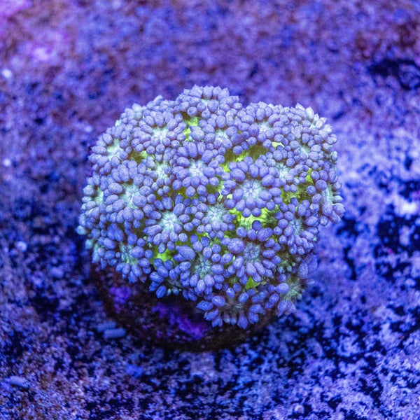 Glitter Bomb Goniopora Mini Colony
