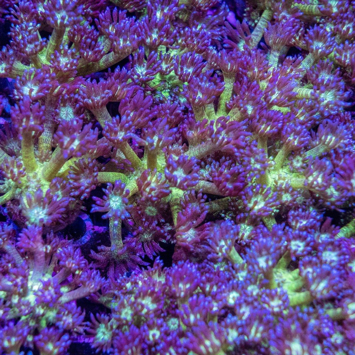 Assorted Purple And Green Glitter Goniopora Frag (The OG)