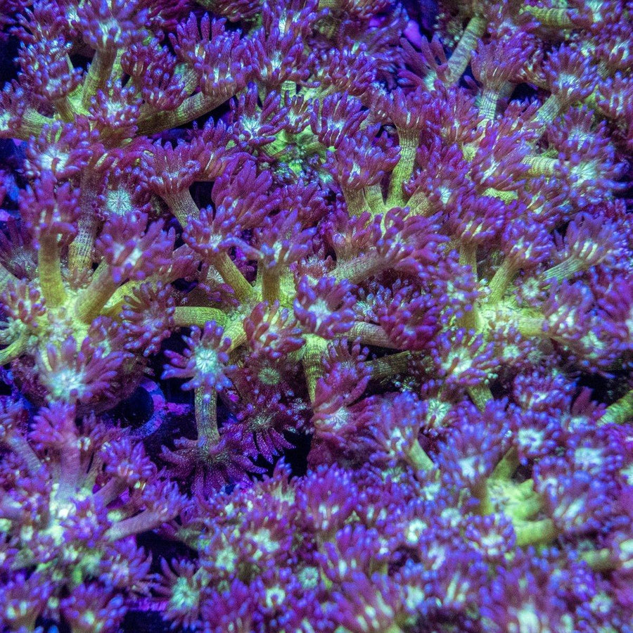 Assorted Purple and Green Glitter Goniopora frag displaying vibrant purple tentacles, bright green centres, and flowing polyps in a reef aquarium.