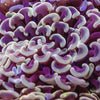 Assorted Gold Hammer Coral