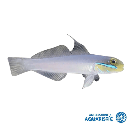 Gold Head Sleeper Goby (Valenciennea strigata) - Aquamarine Aquaristic - 