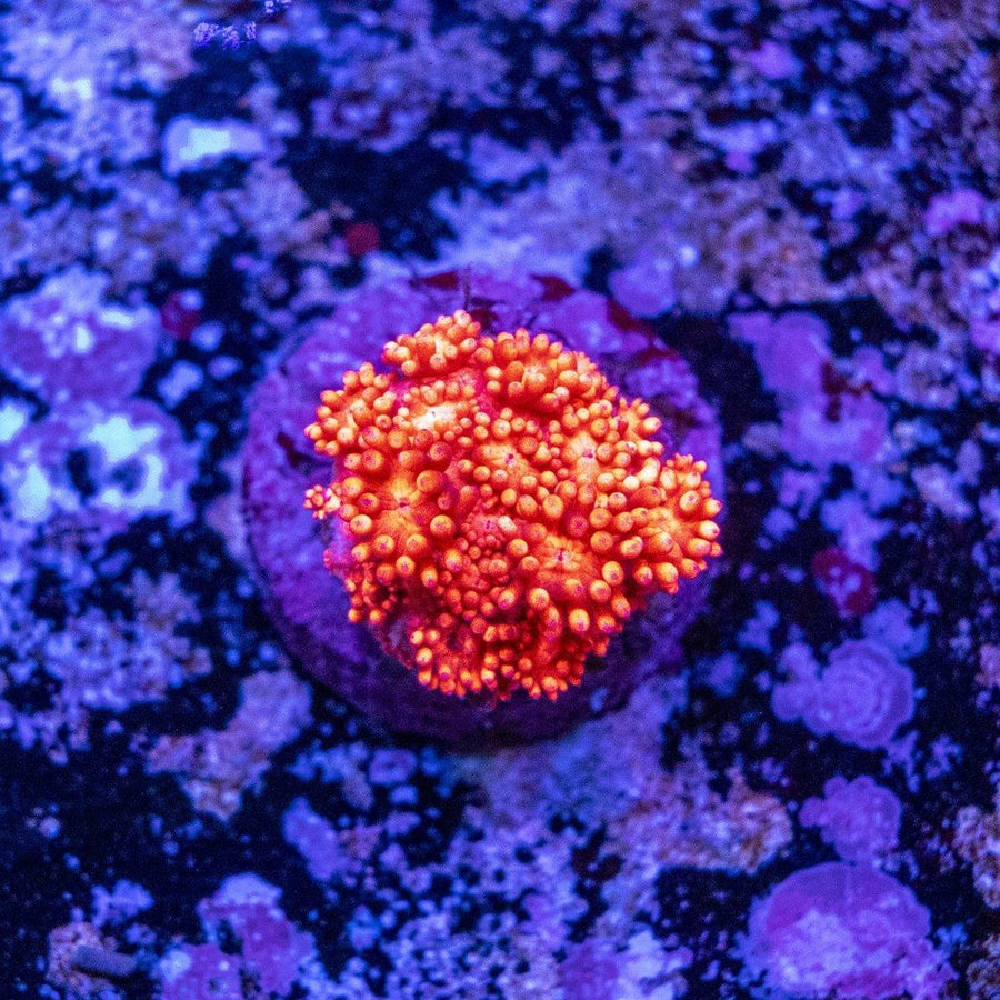 WYSIWYG Goniopora frag with fleshy LPS polyps and branching coral structure for a reef tank