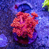 Goniopora Frag