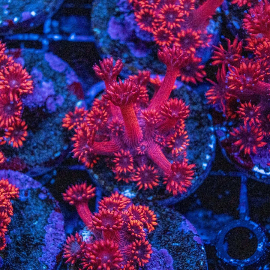 WYSIWYG Goniopora frag with fleshy LPS polyps and branching coral skeleton for reef tank display