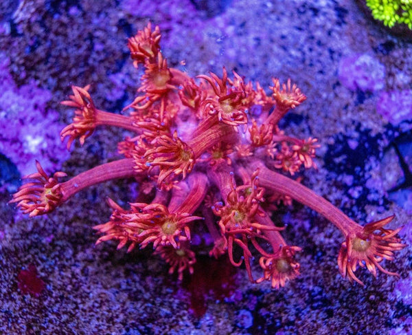 Goniopora Frag