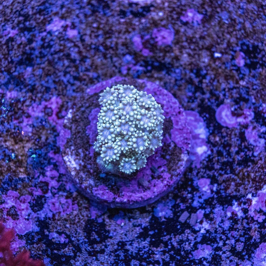WYSIWYG Goniopora LPS coral frag with extended flower-like polyps on a reef frag plug