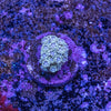 Goniopora Frag
