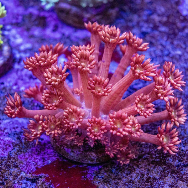 Goniopora Frag