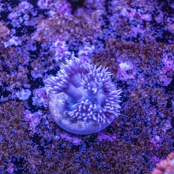Goniopora Frag