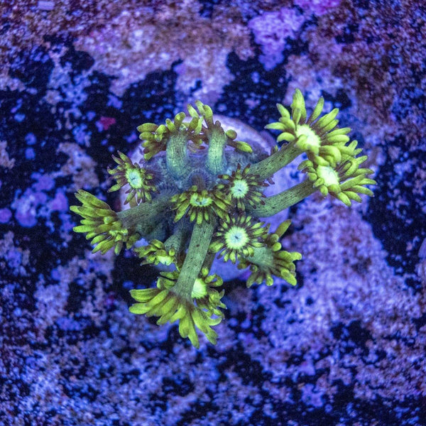 Goniopora Frag