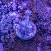 Goniopora Frag