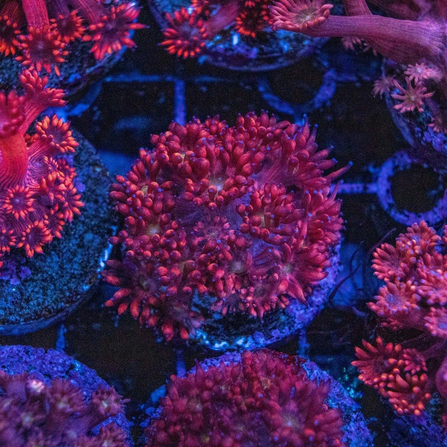WYSIWYG Goniopora frag with fleshy LPS polyps and branching coral skeleton for reef aquarium placement