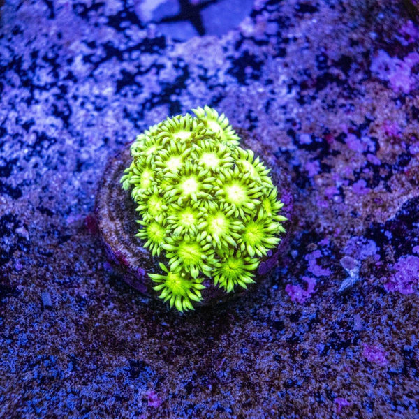 Goniopora Frag
