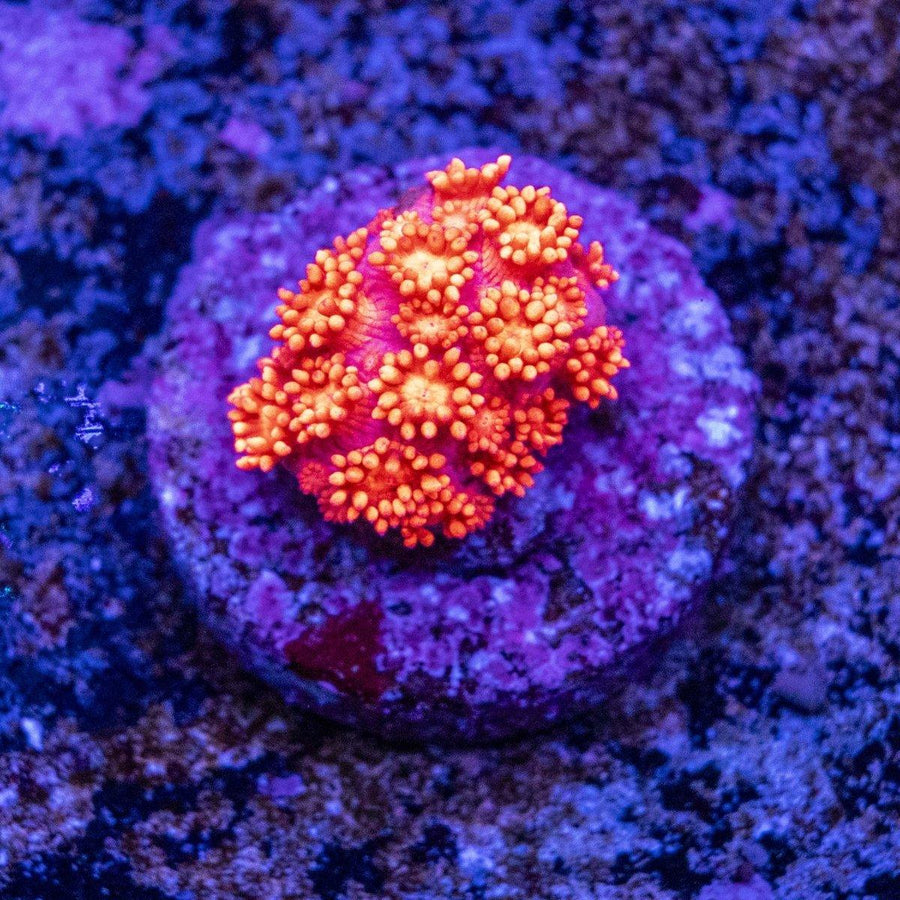 WYSIWYG Goniopora LPS coral frag with visible polyps and encrusted reef plug