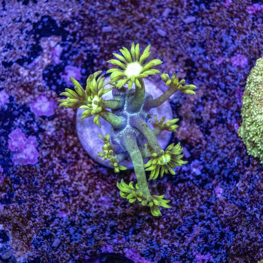 WYSIWYG Goniopora frag with long flowing polyps, LPS coral for reef aquarium display
