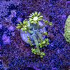 Goniopora Frag