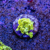 Goniopora Frag