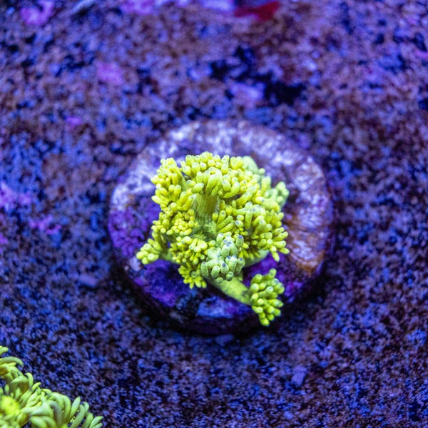 Goniopora Frag
