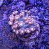 Goniopora Frag