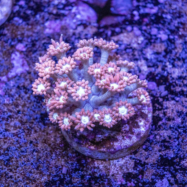 Goniopora Frag