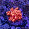 Goniopora Frag