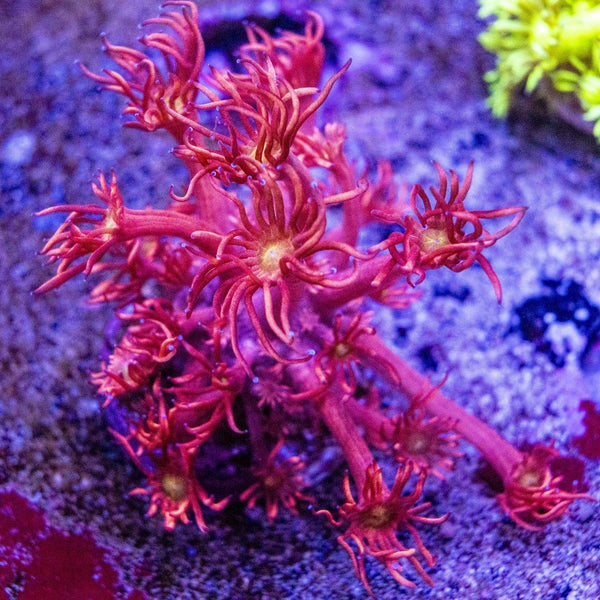 Goniopora Frag