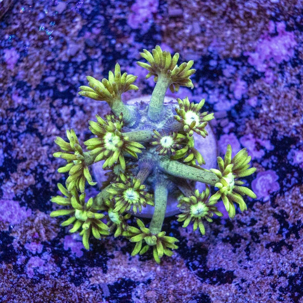 Goniopora Frag
