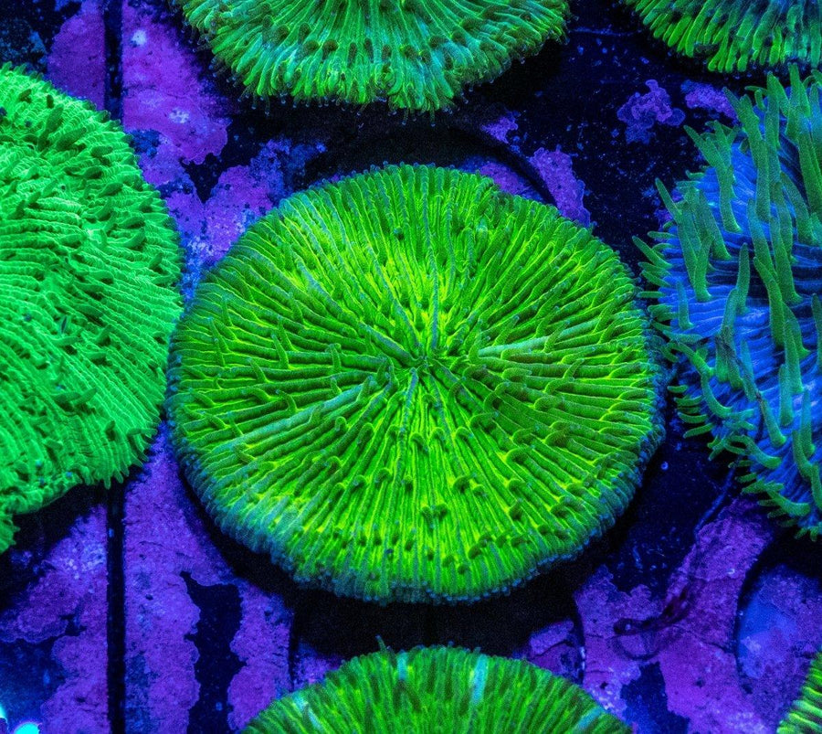 Green Fungia (Assorted) - Aquamarine Aquaristic - 