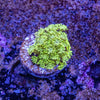 Green Glitter Goniopora Frag