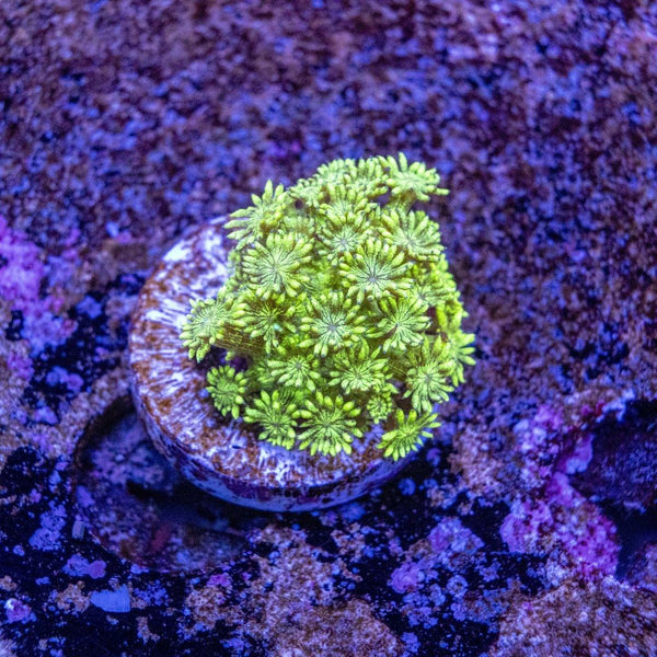 Green Glitter Goniopora Frag