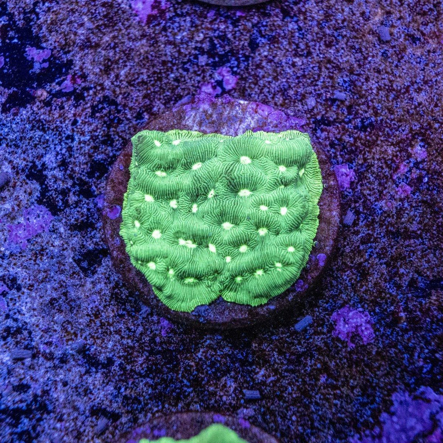 Green Lantern Lepto Frag WYSIWYG Leptoseris coral with bright green encrusting tissue on a frag plug